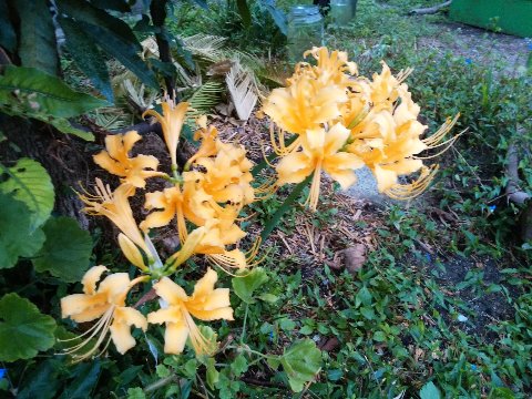 ということはお彼岸です。この写真は数日前のものですが、今日ご紹介しましょう。公園への途中で見つけたヒガンバナ(彼岸花)です。白色はたまに見ますが、黄色は珍しいでしょ?