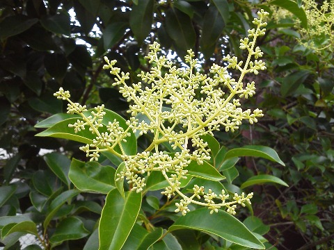 さてこれは，ネズミモチ（鼠黐）の花です．これだけ見るとピンとこないかもしれませんが，大きな樹の外側にたくさん咲いているので遠くからでも目立ちますよ．