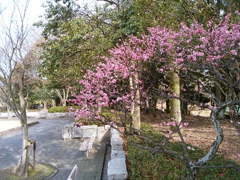 一方春日公園はいたって平和。もう春が来たかのような日差しの中で紅梅が盛りです。