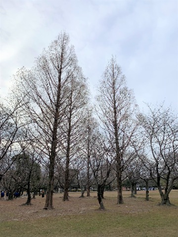 さてそんな寒空に似合いそうな、すっかり葉を落としてしまった（たぶん）メタセコイアの冬姿をどうぞ。