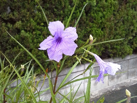 この紫色の花は,いつものコースの途中です.電柱の脇に咲いているので野草かなと思っていましたが,今日初めて通った道ではお宅の庭とかの何ヶ所かで見かけたので,たぶん園芸種なのでしょう.