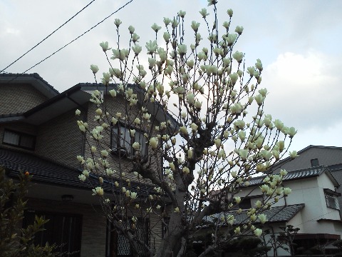 途中のお宅の庭にある白い花です．たぶんハクモクレン？　単に白いモクレンというわけじゃなくって，別の種類だそうですね．