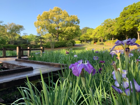 自然風庭園では、ショウブが咲いています。 花びらの付け根に網目状の模様があればアヤメですが、黄色い模様ならばショウブとのことなので、これはきっとショウブでしょう。