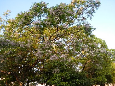 ラジオ体操をするバスケットボール場近くのセンダン(栴檀)の樹が満開の花を咲かせています。上品な薄紫色の花です。去年も書きましたが、ことわざの「センダンは双葉より芳し」は、ほんとはセンダンではなくビャクダン(白檀)だそうですね。