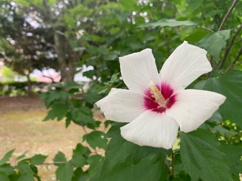 さてほぼ毎年アップしている気がしますが、木槿の花がきれいです。 お隣の国韓国の国花ですね。