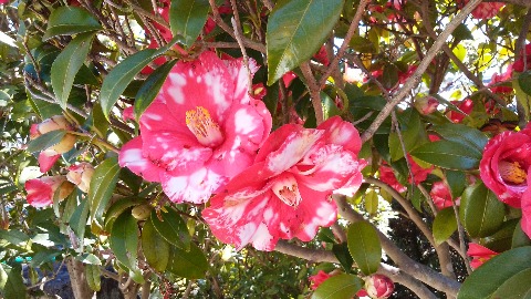 これは,春日公園ではなくかみさんの実家の庭に咲いている白い斑入りのツバキです.ちょっと珍しいでしょう?
