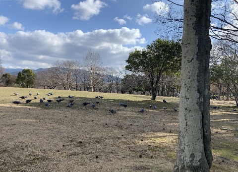 今日は公園の鳩をご紹介。　こんなにうじゃうじゃいます。そして、写真に写すのが難しいのですが、周回路で蹴とばしそうになるくらい近くを通っても全然逃げません。　人間に意地悪されたことがないのでしょうね。
