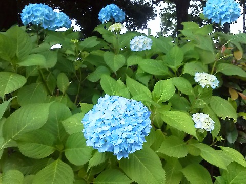 水無月となり,雨や曇り空が似合う花といえばやはり紫陽花でしょう.春日公園でもまだ走りでしょうが,咲き始めています.