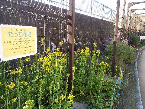すっかりご無沙汰している間に、春日公園にも早くも春が! 菜の花が咲いていました。 早いですが、そういえばいぶすき菜の花マラソンでも咲いていますものね。あの池田湖のほとりを思い出します。