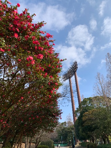 今日の写真は、この時季定番の山茶花と青空。構図も毎年ほぼ同じになってしまいますが、ご勘弁ください。