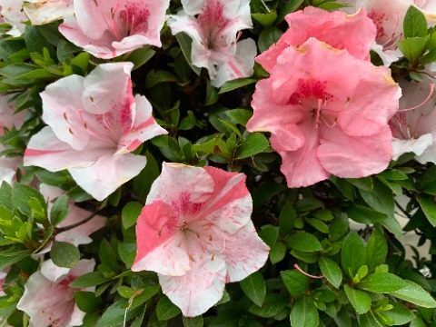 これはうちの近くのお宅のツツジで、以前にもアップしたネタですが・・・ 左のはほんのりほろ酔い、真ん中のはだんだん良い調子になってきて、右のはすっかり出来上がり!って見えませんか?
