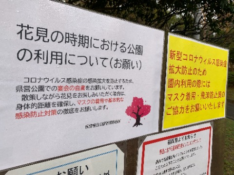 でも差し当たって、お花見の宴会は今年もやっぱり自粛!とのことです。残念・・・