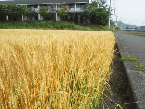 以前に青々とした麦の穂を紹介しましたが，それがもうこんな黄金色に色付いています．今度こそ麦の秋も間近でしょう．