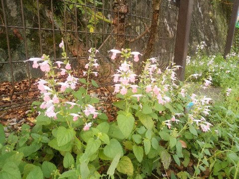 これは、昨日の「たっち花だん」に咲いている花です。ということなので、たぶんハーブなのでしょう。