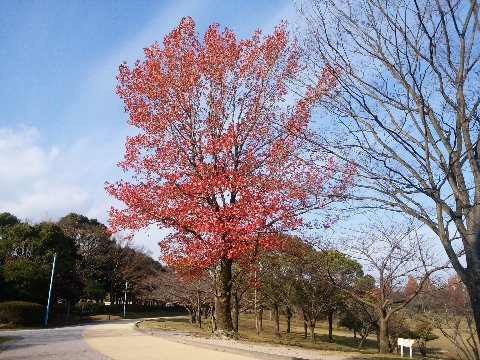 久しぶりの春日公園ですが、まだモミジバフウ(紅葉葉楓)の紅葉がきれいでした。