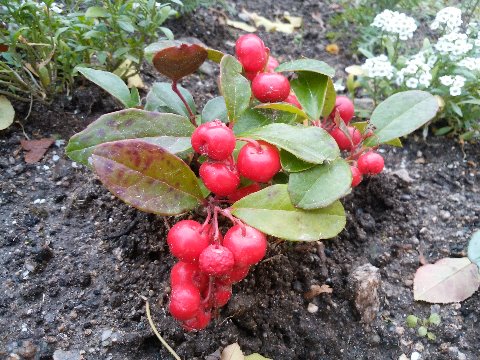 これは昨日に続いてたっち花だんから。チェッカーベリー(ビッグベリー)が実っています。一応食べられるらしいですが、決して美味しくはないとのことですよ。
