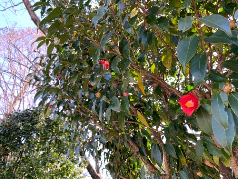 赤い花が続きますが、紅椿が次々に開花しています。