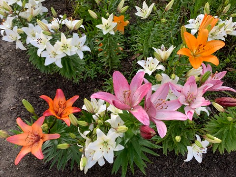 周回路脇の花壇では、いろんな色のユリが競い合うように咲いています。