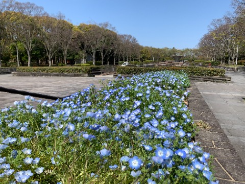 花壇ではネモフィラの青色が光を浴びてきれいです。