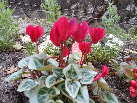 久しぶりに周回路脇のたっち花だんからご紹介です。ガーデンシクラメンが咲いています。通常のシクラメンよりも小さくて、花壇向きですね。