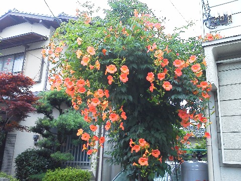 公園への途中に咲いていたオレンジ色の花です.あちこちで見かける結構目立つ花なんですが,調べてみてもまたまた名前がわかりません・・・