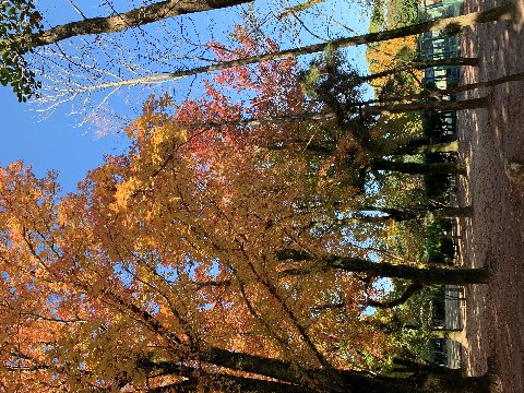 そんなことにはお構いもなく、久しぶりの春日公園では季節が進んでいました。