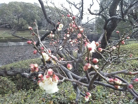 太宰府の飛び梅ももう咲いているとのことですが,春日公園の白梅も負けずに咲き始めています.気温が乱高下するので,梅の木も大変でしょうね.