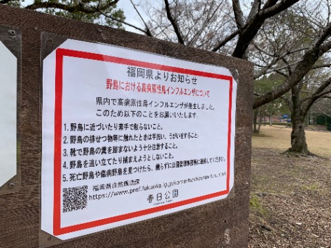 コロナで大変な人間世界だけでなく、鳥の世界もいろいろあるようです。 この鳥インフルでは、九州各地で養鶏業の方に大きな影響が出ています。こちらも早く収束しますように。