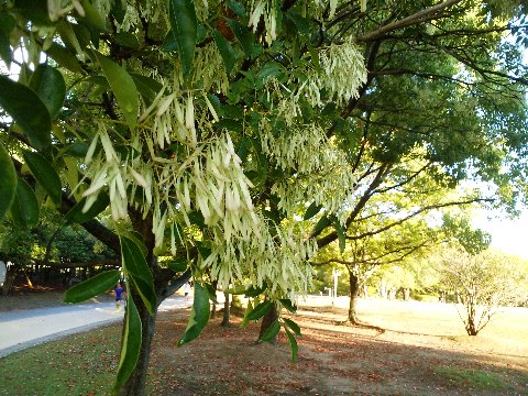 これは何かわかりますか? 過去にもご紹介したことがありますが、シマトネリコの実です。その時にも書きましたが、いつも花を見逃してしまいます。来年こそ確認したいな。