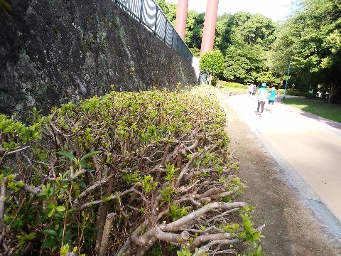 先日、ばっさり刈り込まれてすっかり枝ばかりになった躑躅をご紹介しました。それがもうこんなに新芽が出て緑色になっています。元気ですよね。私も少しはあやかりたいものです。