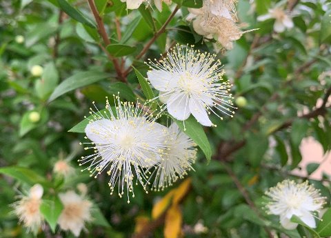 周回路脇のたっち花壇に、こんな花が咲いています。特徴的な花で、何かで見たような気もするのですが名前が分かりません。どなたかご存じないでしょうかね？