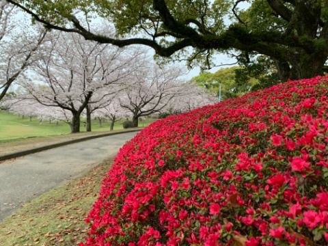 昨日は３者競艶でしたが、今日は２者、躑躅と桜です。私のコースの中では一番先に咲くのがここのクルメツツジです。今年は桜が開花も満開も例年よりも遅いようなので、両方がきれいです。