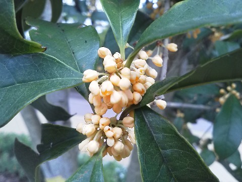 春日公園では，金木犀の香りが漂い始めました．まだつぼみですから，開花したらまたご紹介しましょうかね．