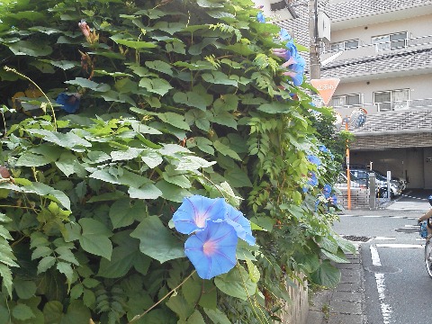 ところで先日も写真をアップしたこの青いアサガオですが,ある方に教えていただいて素性がわかりました.和名はノアサガオで,リュウキュウアサガオとか宿根アサガオとも呼ばれるようです.普通のアサガオが一年草なのに対してこれは多年草で繁殖力が強く,この写真でも盛大に茂っていますね.