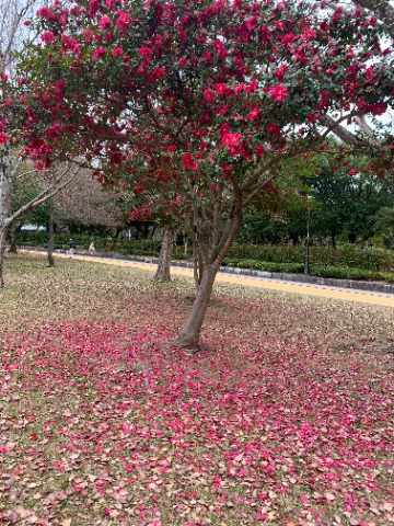 公園ではあちこちで山茶花が満開です。椿と違って花びらがバラバラに落ちるので、樹下も樹上に負けないくらいきれいです。