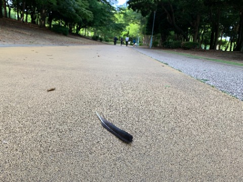 そして周回路では何枚か羽が落ちていました。もしかしたらケンカの名残り? この時季、カラスは子育て中で気が立っているらしいですね。ご用心!