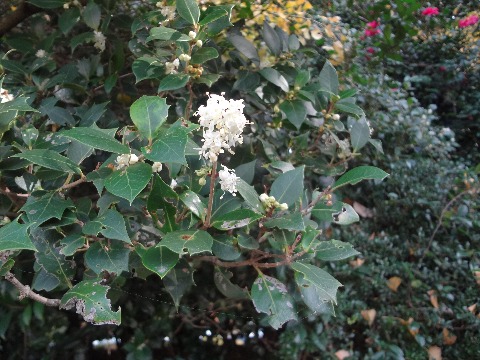 今日の写真は，先日のかんさつ会からで，柊（ヒイラギ）の花です．トゲトゲの葉っぱは皆さんご存知でしょうが，花は珍しいですよね．