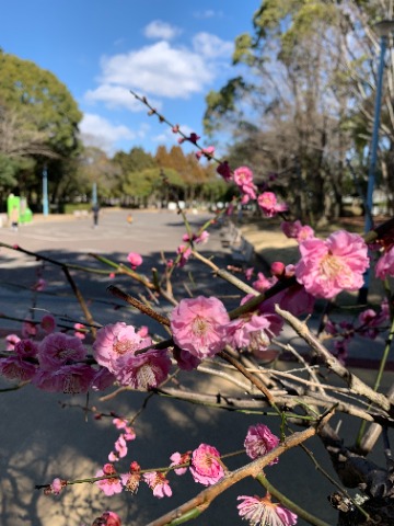 さて、白梅、紅梅とご紹介してきましたが、今日はピンクの梅を見つけました。　お日様が当たるとなんだか花もうれしそうです。