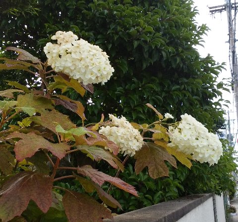 この花は、去年もアップしましたが、カシワバアジサイ(柏葉紫陽花)です。花が円錐状に付くので、ちょっと見にはアジサイに見えませんね。