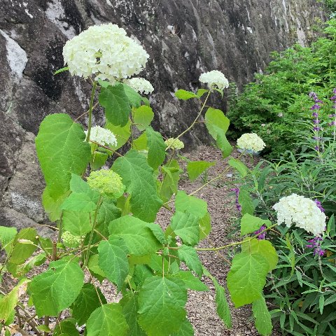 そんな梅雨空に似合うのはやっぱり紫陽花でしょうか。小さな株でしかもまだ咲き始めのようですが、それもまあ初々しいってことにしときましょう。