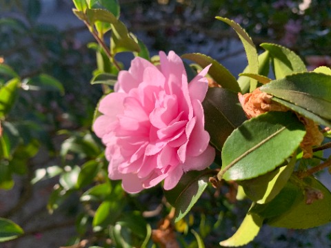 そんな雰囲気には関係なく、ピンクの山茶花が美しく咲いています。　公園内のほとんどは紅色なのですが、私の知る限りこの１本だけがピンクです。