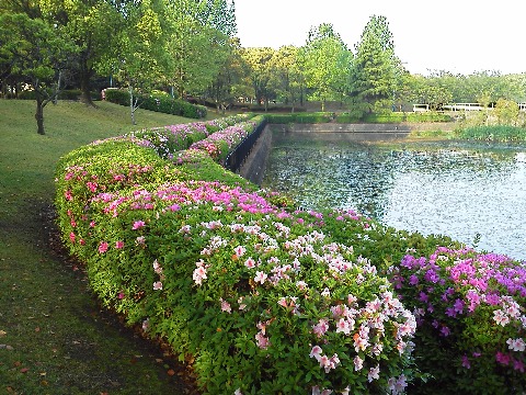 公園のツツジも,先日ご紹介したクルメツツジはもう盛りを過ぎたようですが,花の大きなヒラドツツジはまだきれいです.