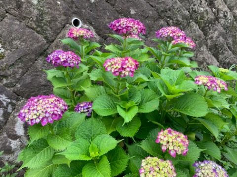 春日公園でも紫陽花（アジサイ）が咲き始めました。雨が似合う花ですが、今はまだ降っていません。