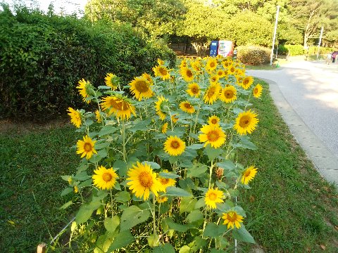 周回路脇のヒマワリ(向日葵)の花壇が満開です。まだ暑い時季に間に合いましたね。ただ少しうつむき加減に見えるのは、やっぱり雨不足のせいなのでしょうか?