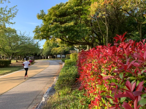 これまた毎年のようにアップしている題材ですが、朝日を浴びて燃え立つような紅要黐(読めますか?ベニカナメモチ)の新芽です。