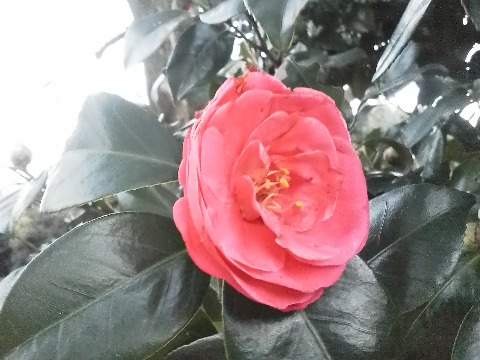 花の少ない時期の春日公園ですが,赤い花がちらほら咲き始めています.椿もありますが,これは花びらがバラバラに落ちているのを見るとたぶん山茶花ですね.