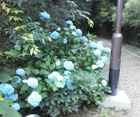 八景水谷公園の紫陽花です．心なしか広島よりも開花が早いように思います．