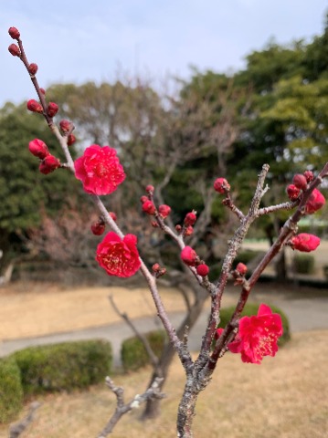 公園内には白梅は多いのですが、どこかに紅梅はないかなと探してやっと見つけました。