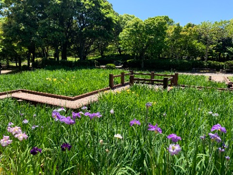 自然風庭園の菖蒲苑ではもう花菖蒲(かな?)が咲き始めています。