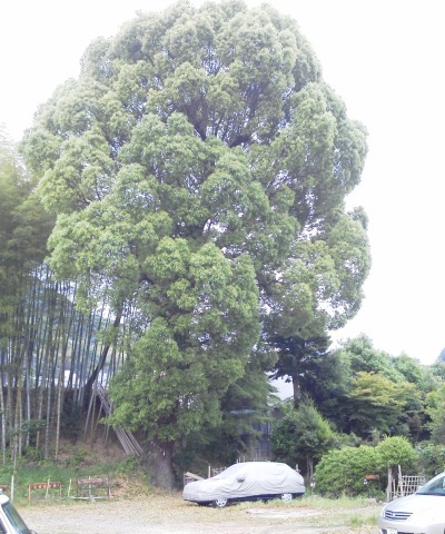 この写真は，コース途中の大樹．根元には注連縄が掛けられています．